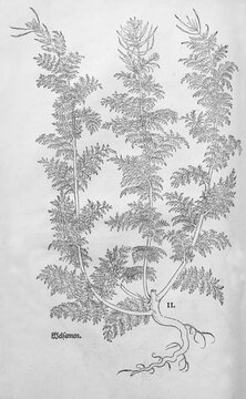 Broomwort, Sophia (Descurainia sophia), woodcut by Leonhart Fuchs, from New Kre&uuml;terbuch, neues Kr&auml;uterbuch, Michael Isingrin, Basel, Switzerland, 1543