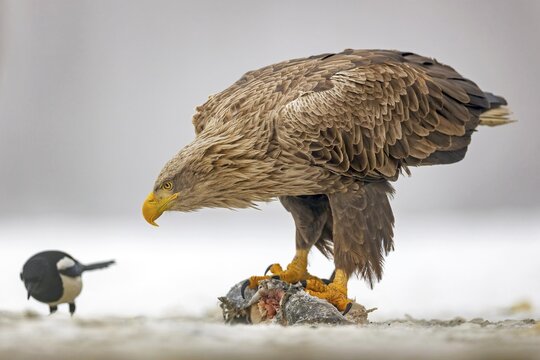 White-tailed eagle (Haliaeetus albicilla) adult bird on the water and on the ice, eating carp as prey, hunting, foraging, lake landscape, preying, hunting, magpie, water birds fleeing, herons fleeing, catches, geese, flight, bird of prey, watery landscape, Hortob&aacute;gyi Nemzeti Park, Hungary