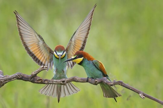 Bee-eater (Merops apiaster) new resident in Saxony-Anhalt, male and female, courtship, pair, blaze of colour, approaching, flying, wings spreading, sunrise, Germany