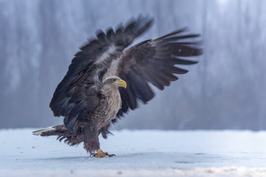 White-tailed eagle (Haliaeetus albicilla) adult bird on the water and on the ice, hunting, approach, wing, foraging, lake landscape, prey, hunting, waterfowl fleeing, male and female, pair, carp eating, fish caught, heron fleeing, cormorant, catches, geese, flight, bird of prey, watery landscape, Hortob&aacute;gyi Nemzeti Park, Hungary