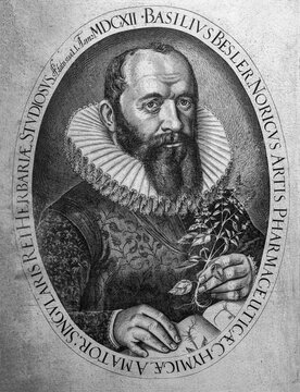 Pharmacist, botanist and publisher, Basilius Besler, copperplate engraving from Hortus Eystettensis, Eichst&auml;tt, 1613