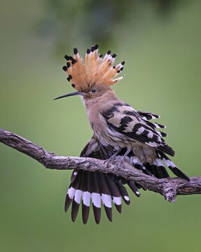 Hoopoe (Upupa epops) Bird of the Year 2022, female during plumage care, erected canopy, golden hour, rising sun, dawn, grazing light, Middle Elbe Biosphere Reserve, Saxony-Anhalt, Germany
