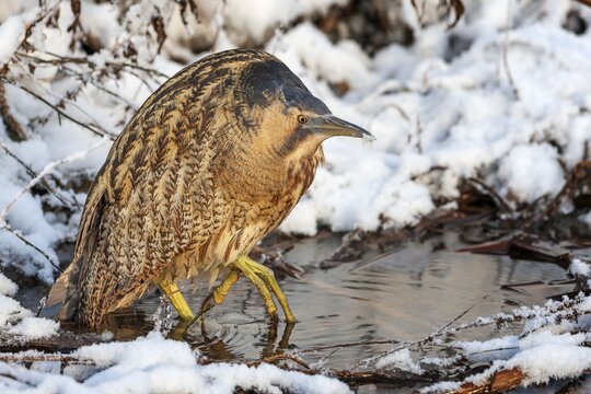 Bittern (Botaurus stellaris), lurking, foraging, heron, hunting prey, fishing, frost and ice, hoarfrost, winter mood, Middle Elbe Biosphere Reserve, camouflage, camouflage dress, frozen lake, reed dweller, wetland, habitat, Saxony-Anhalt, Germany