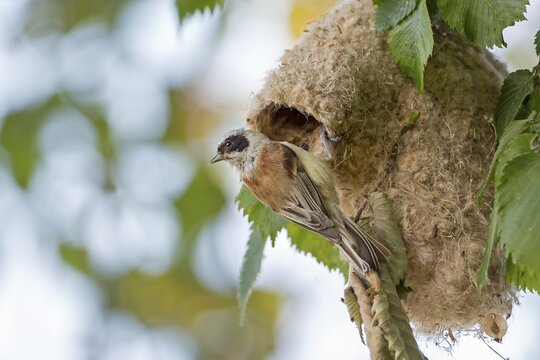 Eurasian Penduline Tit (Remiz pendulinus), adult at nest, Middle Elbe Biosphere Reserve, Saxony-Anhalt, Germany