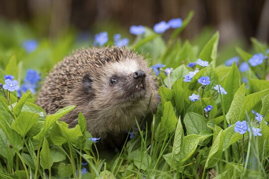 Cute hedgehog, brown-breasted hedgehog (Erinaceus europaeus) in the garden, Vechta, Lower Saxony, Germany