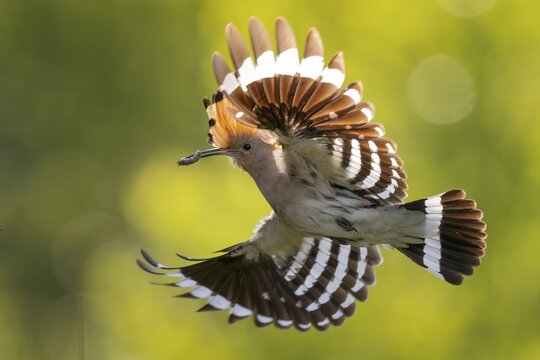 Hoopoe (Upupa epops) Bird of the Year 2022, male with food, prey, bridal gift, mating, courtship, foraging, food for the young birds, erected canopy, sunrise, interaction, flying, on approach, wings, climate change, Middle Elbe Biosphere Reserve, Saxony-Anhalt, Germany