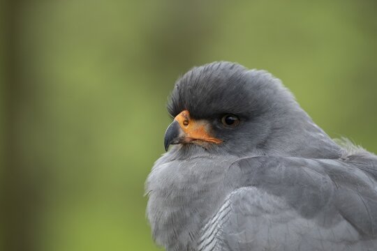 Pale chanting goshawk (Melierax canorus) adult bird of prey head portrait, England, United Kingdom - Captive