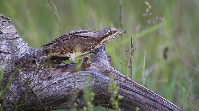 Eurasian wryneck (Jynx torquilla) Long-distance migrant, foraging on the ground, master of camouflage, mating, food specialist, Saxony-Anhalt, Middle Elbe Biosphere Reserve, Germany