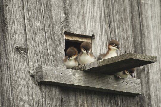 Goosander (Mergus merganser) one day old fledglings at the breeding den in a field barn, a few seconds in front of jumping into the deep, Allg&auml;u, Bavaria, Germany, Allg&auml;u, Bavaria, Germany