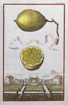 Lemons on a branch, cut-out citrus fruit, baroque garden, orangery culture, Nuremberg, copper etching by Johann Christoph Volkamer or Volckamer, from N&uuml;rnbergische Hesperides oder gr&uuml;ndliche Beschreibung der Edlen Citronat, Citronen, und Pomerantzen-Fr&uuml;chte, Nuremberg 1708, 1714