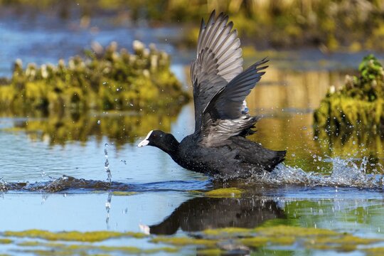 Eurasian Coot with spread wings sprinting through the water, plants and reflection in the background, Coot, (Fulicia atra), wildlife, Germany