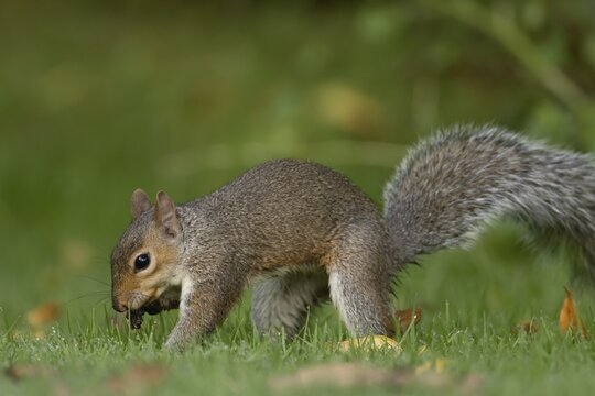 Grey squirrel (Sciurus carolinensis) adult animal burying a nut in a garden grass lawn in autumn, England, United Kingdom