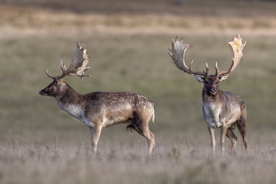 The fallow deer (Dama dama) seem to lose interest in each other, rut, deer rut, mating season, Denmark