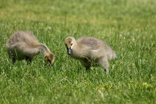 Young Canada goose goslings feeding in fresh spring grass, showing natural foraging behavior and early wildlife development.