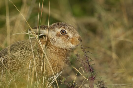 European brown hare (Lepus europaeus) juvenile leveret in grassland smelling a thistle leaf in summer, England, United Kingdom