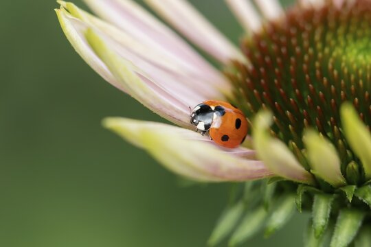 Seven-spot ladybird (Coccinella septempunctata) adult insect on a garden flower in summer, England, United Kingdom