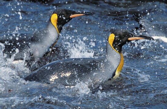 King Penguins (Aptenodytes patagonicus) swimming, South Georgia, South Atlantic, Antarctica