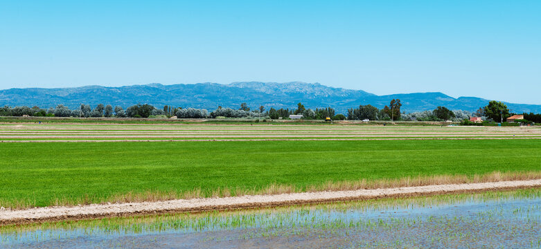 rice paddies in the Ebro Delta, Spain, banner