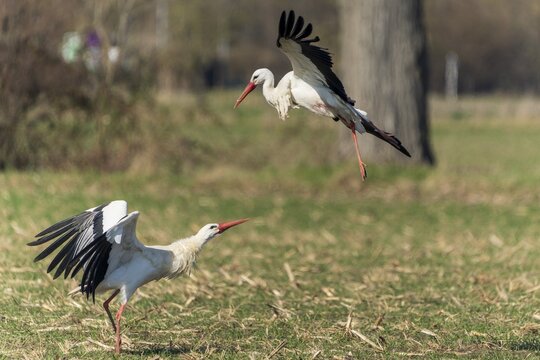 A stork flies while another stands on the ground with its wings raised, white stork (Ciconia ciconia), wildlife, Germany