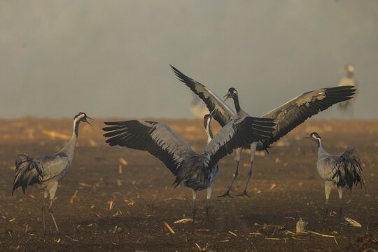 Cranes in a group flap their wings in a field, crane (Grus grus) wildlife, Western Pomerania Lagoon Area National Park, Zingst, Mecklenburg-Western Pomerania, Germany
