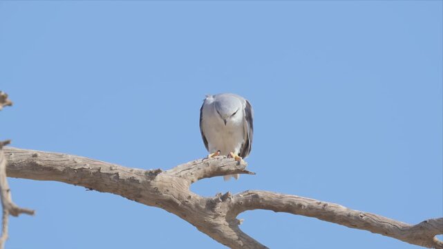 Black-winged Kite with Striking Red Eyes Perched on Dead Tree Branch Against Blue Sky