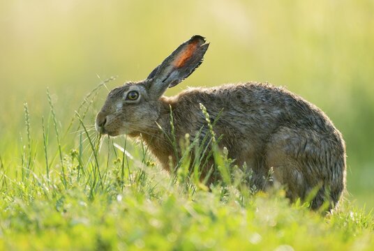 European hare (Lepus europaeus) sitting on a dirt track and eating grass, wildlife, Lower Saxony, Germany