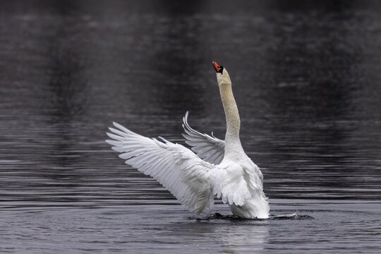 A swan in the water raises its wings in an elegant pose, Mute Swan, (cygnus olor), wildlife, Germany