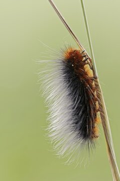 Garden tiger moth (Arctia caja), caterpillar, North Rhine-Westphalia, Germany