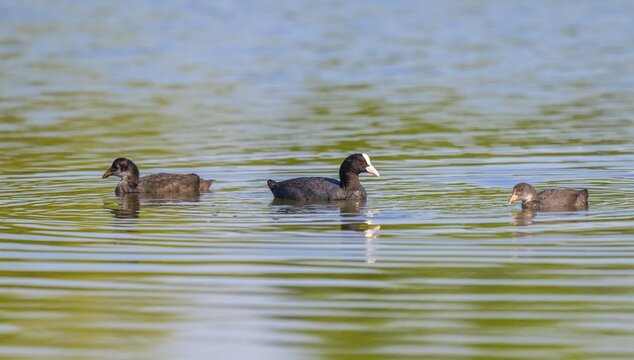 Eurasian Coot (Fulica atra), adult bird and two young birds swimming on a pond, Thuringia, Germany