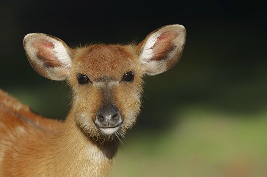 Western sitatunga or swamp antelope (Tragelaphus spekii gratus), female, portrait, captive, occurrence in Africa