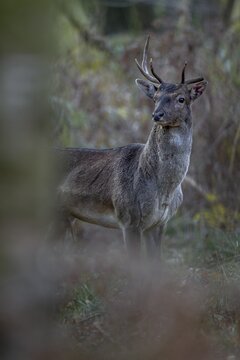 A young fallow deer (Dama dama) with broken antlers and a bloody ear appears in front of the camera, perhaps he is also a real bully, rut, mating season, deer rut, autumn, October, Germany
