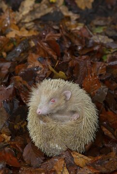 European Hedgehog (Erinaceus europaeus) albino, adult resting on fallen autumn leaves, Suffolk, England, United Kingdom
