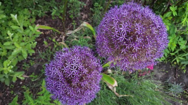 Bee flying around purple allium flowers in summer garden. Pollination, ornamental plants and biodiversity concept.