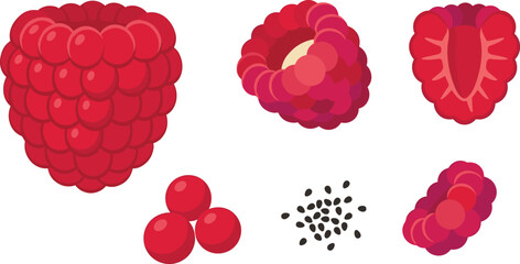 Raspberry fruit collection with whole berry cross section seeds and detailed botanical elements isolated vector illustration © Mahadi