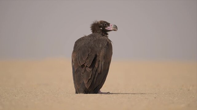 Cinereous Vulture Resting on Open Desert Sand Seen from Behind with Hazy Grey Sky