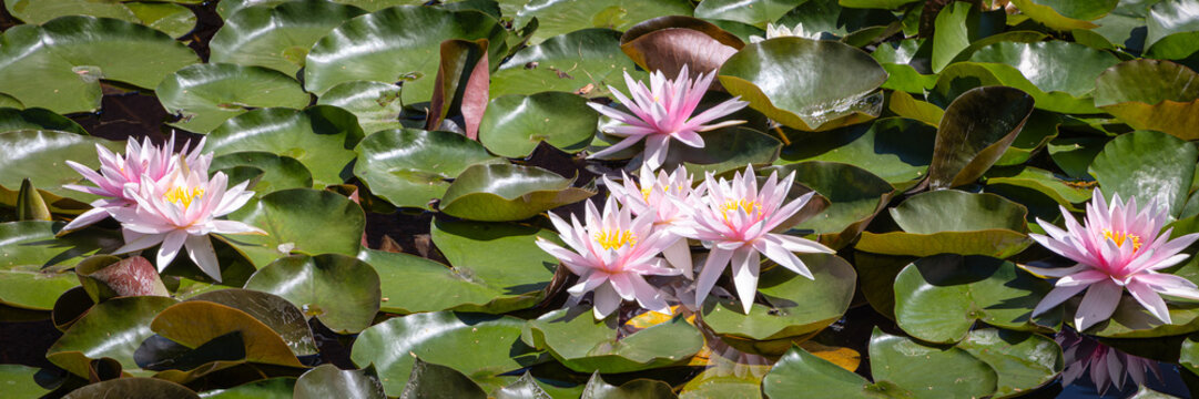 Water lilies bloom in a pond under bright sunlight during summer months near a garden