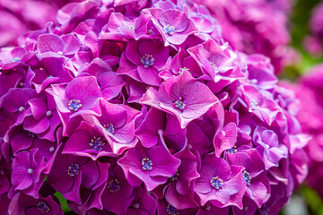 Obraz premium Colorful hydrangea flowers bloom during springtime in a garden showcasing nature's vibrant beauty
