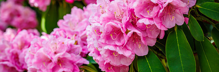 Fototapeta premium Pink flowers bloom on green leaves in a garden during spring season near a park in a sunny afternoon