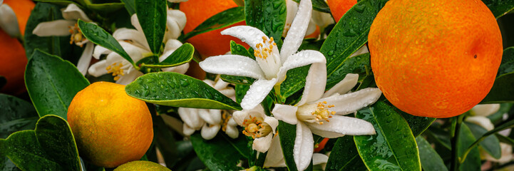 Orange tree with blooms and fruits in a garden during spring season near a home