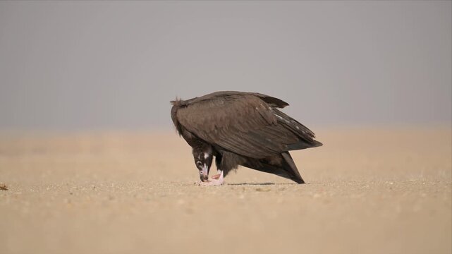 Cinereous Vulture Feeding on Carrion on Sandy Desert Ground in Raw Wildlife Nature Documentary Shot