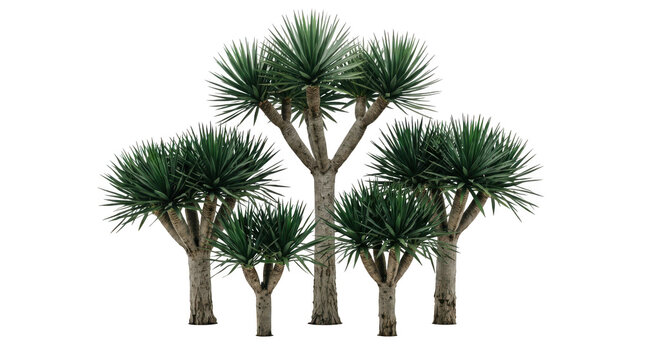 Group of dracaena draco trees isolated on transparent background