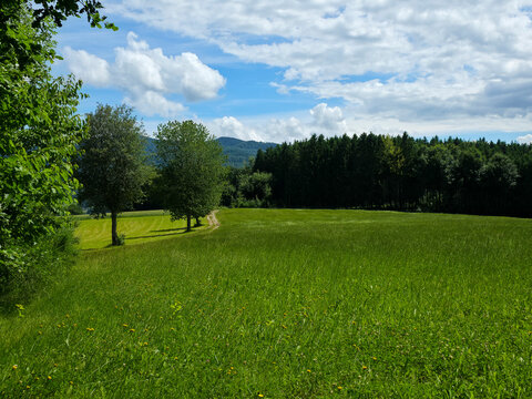 germany, peaceful straight hiking path crossing grassland beside forest edge in idyllic black forest scenery