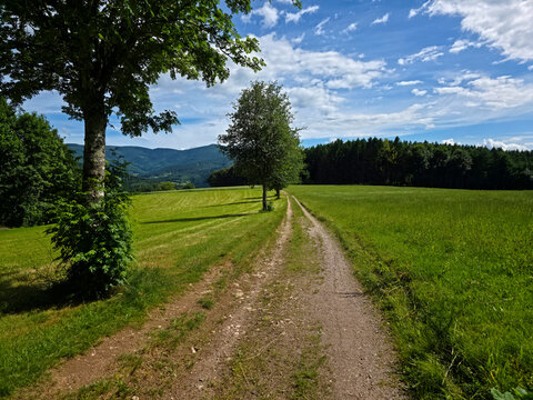 germany, straight hiking path avenue through pastures beside forest edge in breathtaking summer landscape