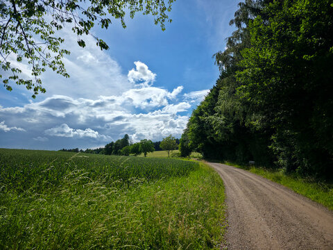 germany, panoramic straight hiking path along forest edge revealing expansive black forest summer beauty