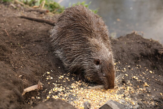 A brown nutria (coypu) feeds on scattered corn kernels on a muddy riverbank, captured close-up in a wetland setting that highlights fur texture, soil, and reflective water.