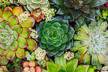 Fototapeta premium Various types of succulents arranged together in a close-up view showing different shapes and colors during daylight hours