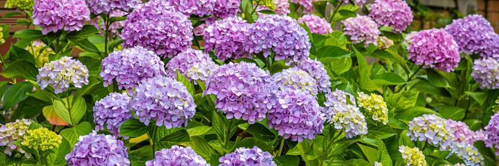 Obraz premium Colorful flowers bloom in a garden during springtime, showcasing a variety of hues and shapes in full sunlight
