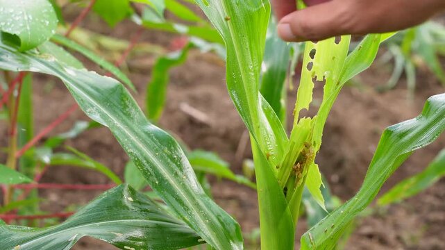 Hand inspecting damaged corn leaves eaten by fall armyworms in an agricultural farm, illustrating pest infestation and impact on crop health