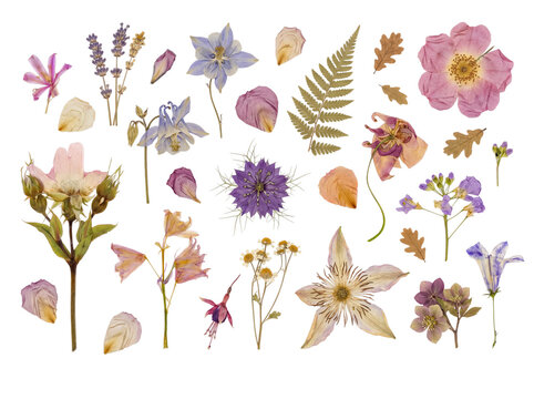 Diverse collection of dried pressed flowers and natural botanical elements, carefully arranged.