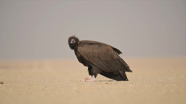 Cinereous Vulture Tearing at Carrion on Sandy Desert Ground in Dramatic Nature Documentary Footage